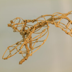 Metamorphose - Kokon in sämtlichen Stadien