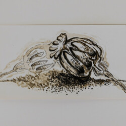 Schönheit der Vergänglichkeit