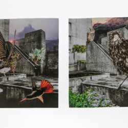 Natur erobert die Stadt