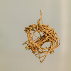 Metamorphose - Kokon in sämtlichen Stadien