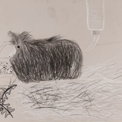 Tier: Meerschweinchen