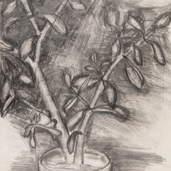 Pflanzliches: Pflanzenstudie