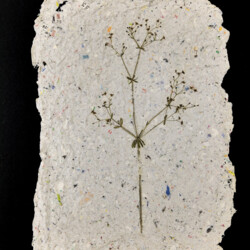 Pflanzen vom Feldweg