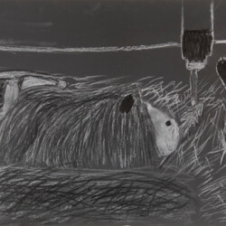 Tier: Meerschweinchen