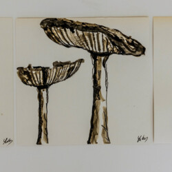 Schönheit der Vergänglichkeit