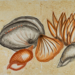 Stillleben: Muscheln