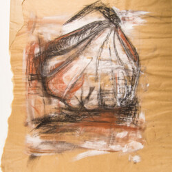 Motive aus der Natur: Zwiebel