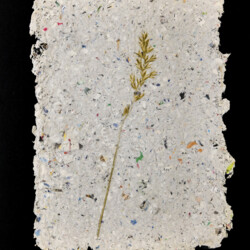 Pflanzen vom Feldweg