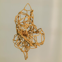 Metamorphose - Kokon in sämtlichen Stadien