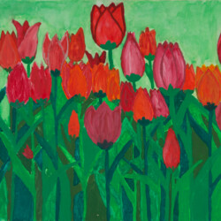 Tulpen