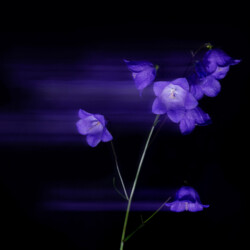Fotografie "bluebell"
