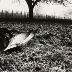 Schwarz-Weiß-Fotografie