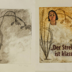 Schneeglöckchen im Wandel