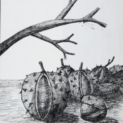 Stillleben: Kastanien