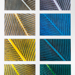 Fotoserie "Chromatische Metamorphose"