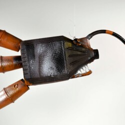 Meeresbewohner der Zukunft, Der Anglerfisch