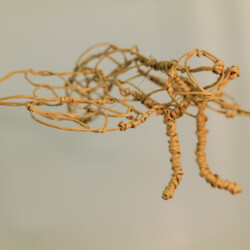 Metamorphose - Kokon in sämtlichen Stadien